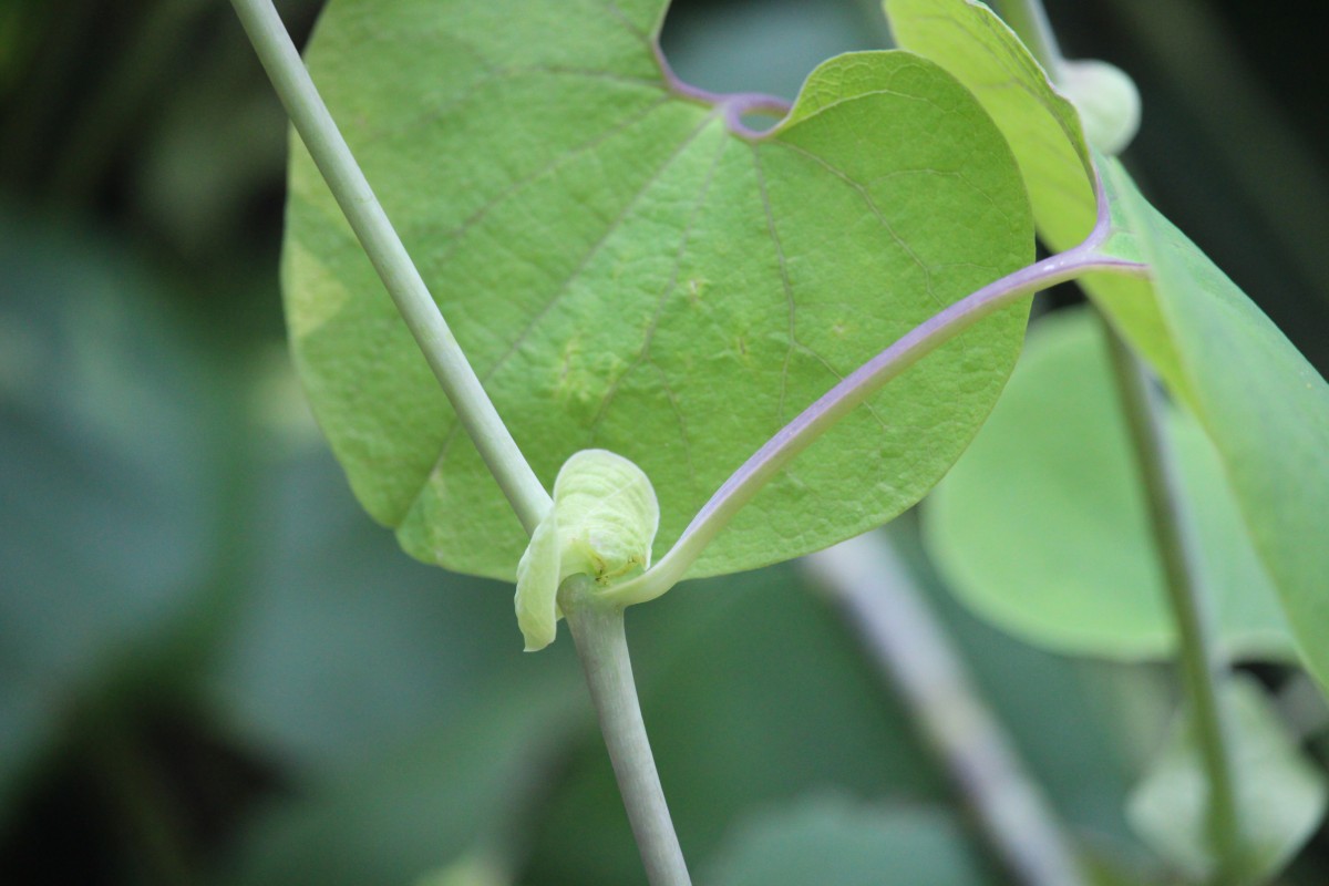 Aristolochia ringens Vahl